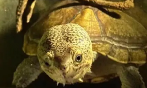 今日分享：哈雷拉泥龟凶猛吗？