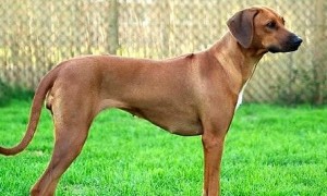 世界最好的狩猎犬，揭秘全球最顶尖的狩猎犬品
