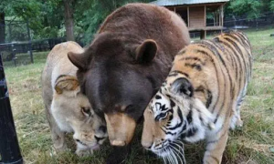 当熊老虎狮子这些猛兽被关在一起会发生什么事？我是不是看花眼了