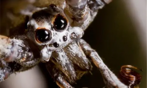 鬼脸蜘蛛是什么动物？不可思议