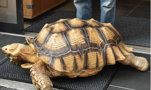 日本东京一名大叔饲养了一只苏卡达陆龟当宠物