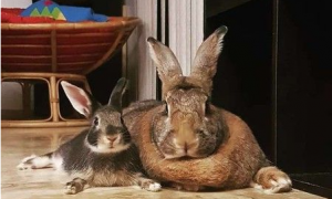 侏儒兔爱上大4倍巨型兔女友 网友：画面闪瞎人!