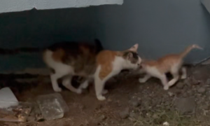 浙江：暴雨来袭，流浪猫妈妈为了保住自己的小猫，主动将剩下的小猫送给小伙