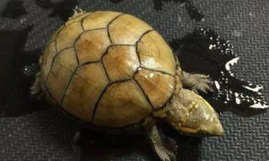 东方泥龟可以冬眠吗？这里有答案！