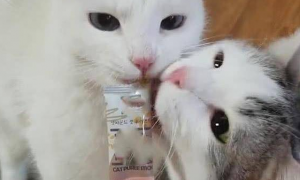 两只猫抢零食吃，随后的画面令人笑喷，猫：哎，咬到我舌头了