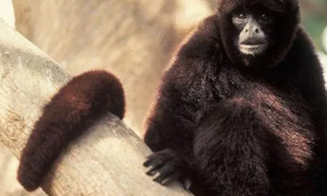动物的社会性：绒毛猴也讲“文明”？