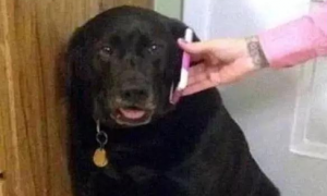 恃宠而骄的大黑狗，在接到男主人的电话后秒变乖孩子！