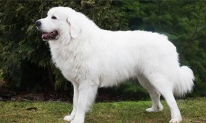 大白熊犬厉害吗，拥有雄伟威严的体态