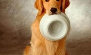 你能给狗狗喂养吗？一起了解狗狗科学研究喂养的方法