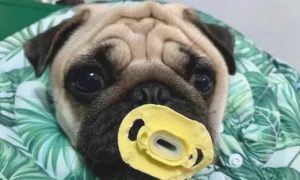 巴哥犬被塞了一个奶嘴后，結果吸着吸着早已三岁了……还没有断奶！