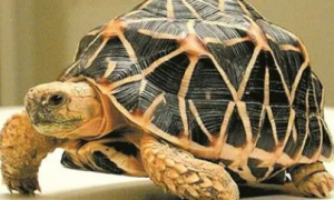 印度星龟能吃苕尖吗？