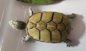 头盔龟养殖方法
