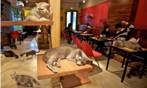 开猫咪咖啡馆 | 创业方向，开一家猫咪咖啡馆|富日记
