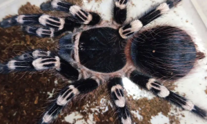 巴西白膝头蜘蛛：分布在南美洲的色彩独特无毒蜘蛛