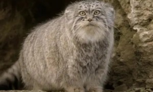 新疆发现5只鳌拜猫，体重不足10斤，为护崽敢与100斤的恶狼较劲