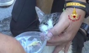 地震第6天救出小猫 救难人员手扶瓶口温柔喂水