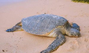 绿海龟寿命最长多少年？原来可以活这么久？