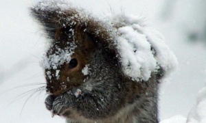 雪地松鼠寿命？雪地松鼠寿命一般是5到6年！