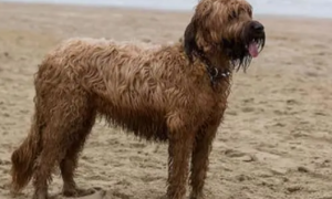 伯瑞犬的形态特征：毛发自然下垂呈波浪状