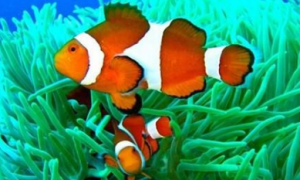 金边透红小丑鱼怎么养 该鱼对水质有要求