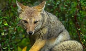 南美灰狐：南美洲的智慧猎手
