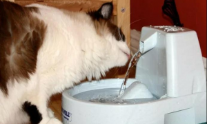 猫主子为何钟情马桶水？这篇文章告诉你~