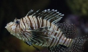 热带鱼下崽怎么办 在临产前母鱼会焦躁不安