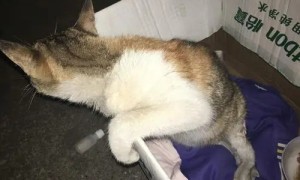 小猫被救后萌哭众人，女子却要将它送养。