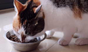 怎么养成宠物猫吃饭的规矩?宠物猫训练方法!