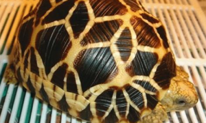 缅甸星龟能养多大？