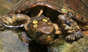 四眼斑水龟爱吃什么？