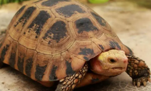 缅甸陆龟多大可以繁殖？来看一看吧