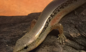 滑蜥—神秘的爬行动物