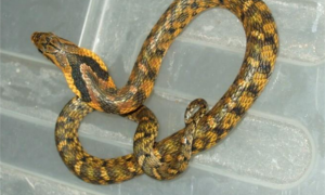 最擅长模仿眼镜蛇的蛇类，其实只是徒有其表：大眼斜鳞蛇