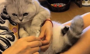 女主给爱猫剪指甲，它却一脸嫌弃不愿意，主人拿出法宝后猫咪怂了