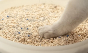 Taji它记猫砂如何？使用注意点是什么？