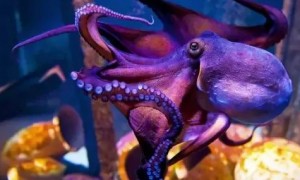 为什么说章鱼是外星生物？读完你就服了！