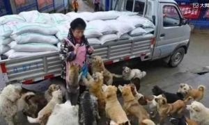 五千只流浪狗，被好心阿姨收养，放弃豪车换取狗狗们的幸福