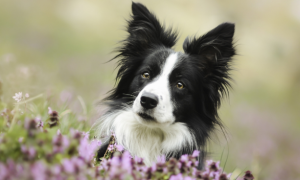 狗狗的断尾和剪耳原因，狗狗的断尾和剪耳原因有哪些？