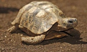 扁尾陆龟是保护动物吗?