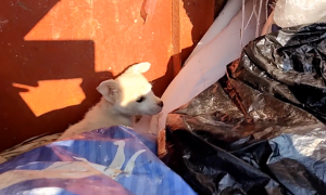 湖北：两只可爱小狗被抛弃在救助站垃圾箱，大姐：不养，也送进来