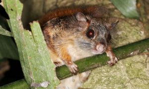 沟谷雨林里的珍奇动物—毛耳飞鼠
