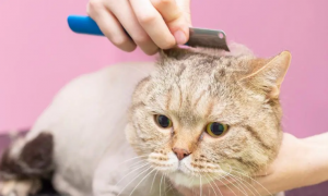 猫咪美容美甲前应该准备什么？怎么给猫咪做护理保健？