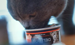 ProDiet博黛猫粮：天气渐热，你的猫罐头还好吗？