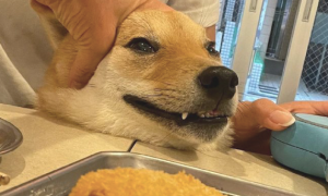 狗狗想偷食桌子的食物，却被主人家按着了头，它很憋屈：我就看一下！