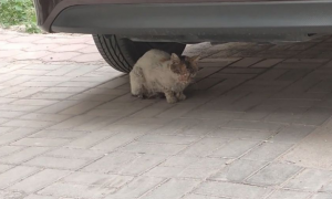 车底下躲着一只三花猫，凑近看清面目后却流泪了：我带你回家