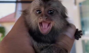 侏儒狨猴，世界上最小的猴子，实在太可爱了！