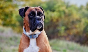 【萌宠百科】德国拳师犬，宠物界的“金刚芭比”
