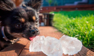 狗狗怕热能给它吃冰块吗？