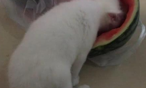 猫偷吃西瓜被发现，男子将猫拎起来时，忍不住笑喷
